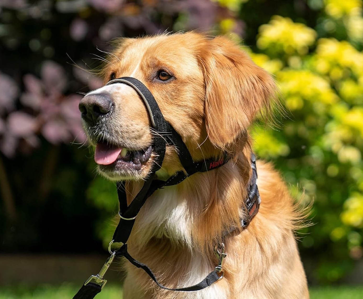 Dog Muzzles: Ensuring Safety and Comfort for Canine Companions