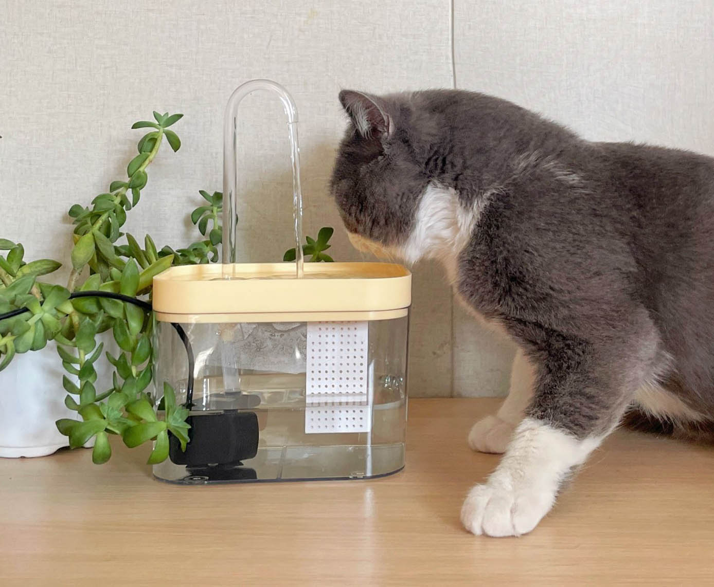 Hydration Solutions: Premium Cat Water Fountains for Happy and Healthy Pets