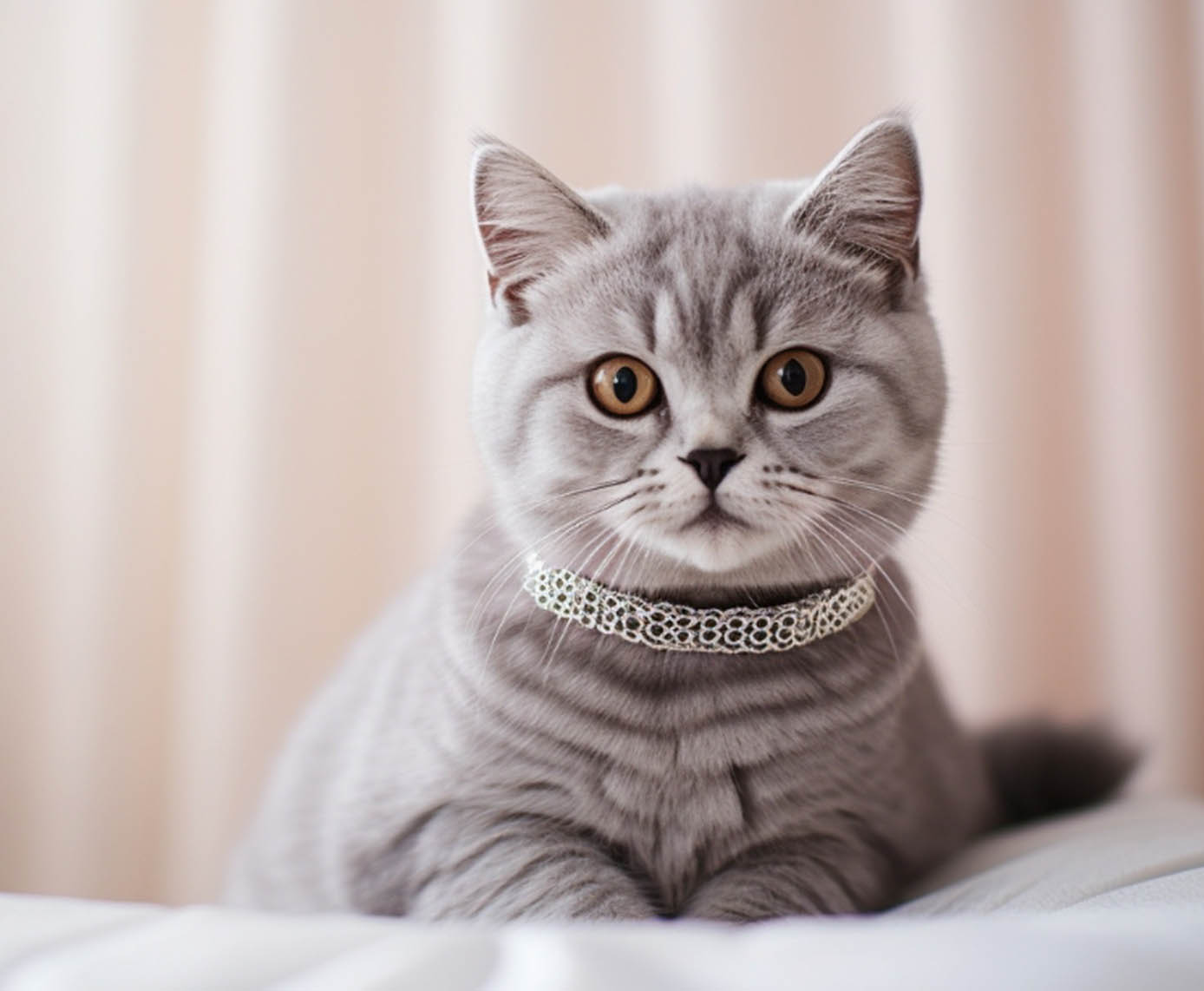 Stylish and Secure: Cat Collars for Every Feline Personality