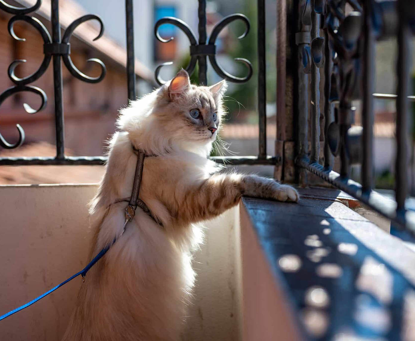 The Ultimate Guide to Cat Harnesses: Exploring the Best Options for Safe and Stylish Walks