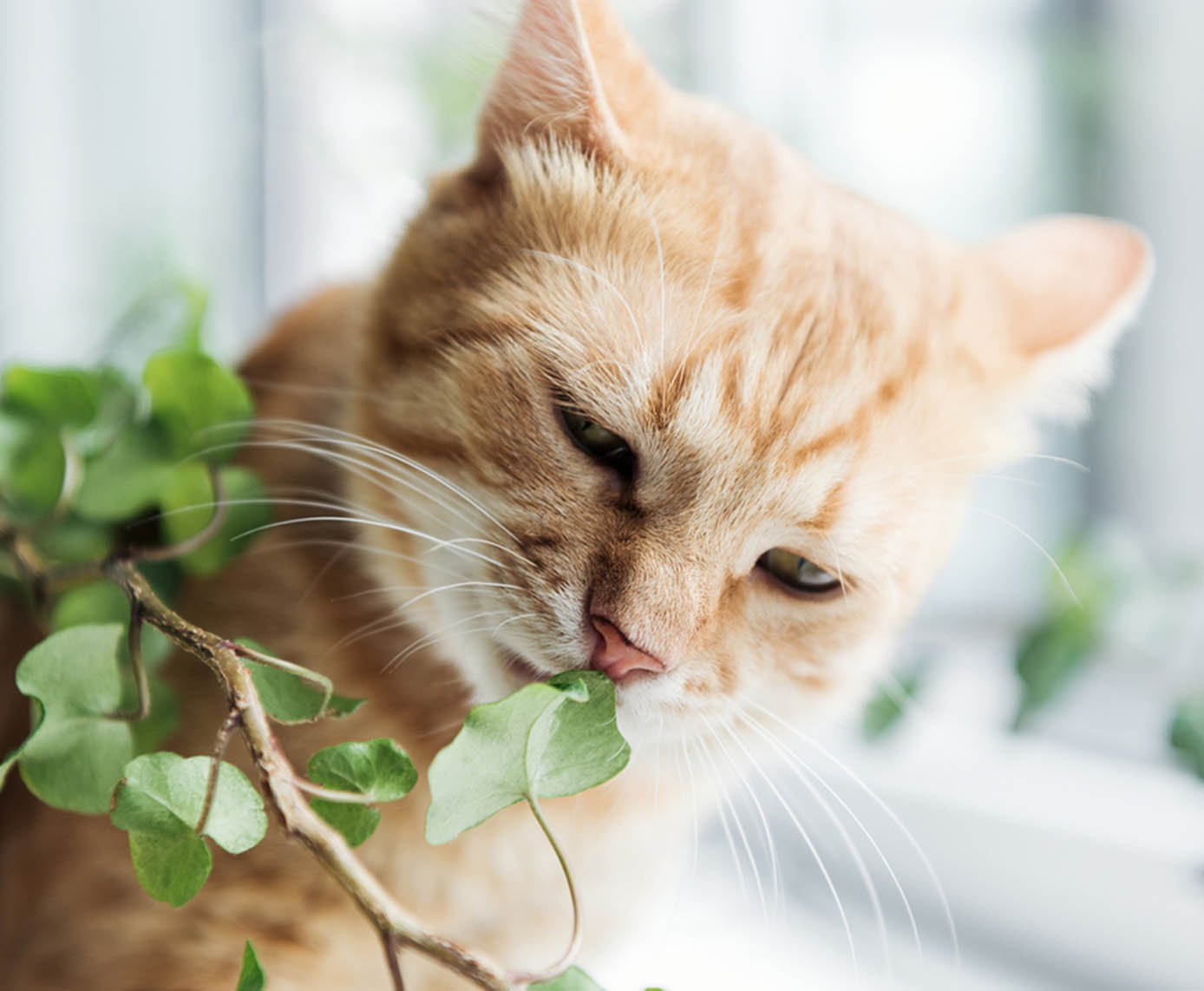 The Ultimate Guide to Creating a Luxurious Retreat for Your Feline: Premium Cat Beds Unveiled