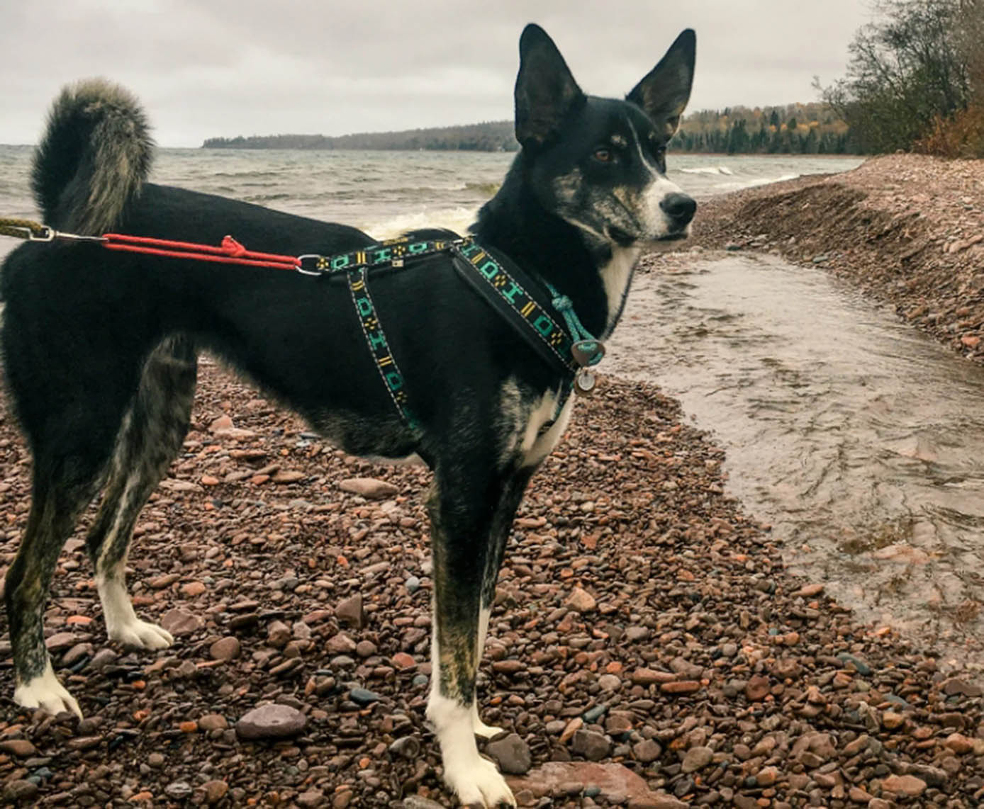 Unleash Adventure: Dog Leashes Tailored to Every Paw’s Ability