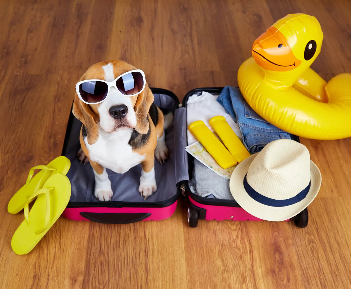 Travel Essentials for Pets: Making Trips Stress-Free