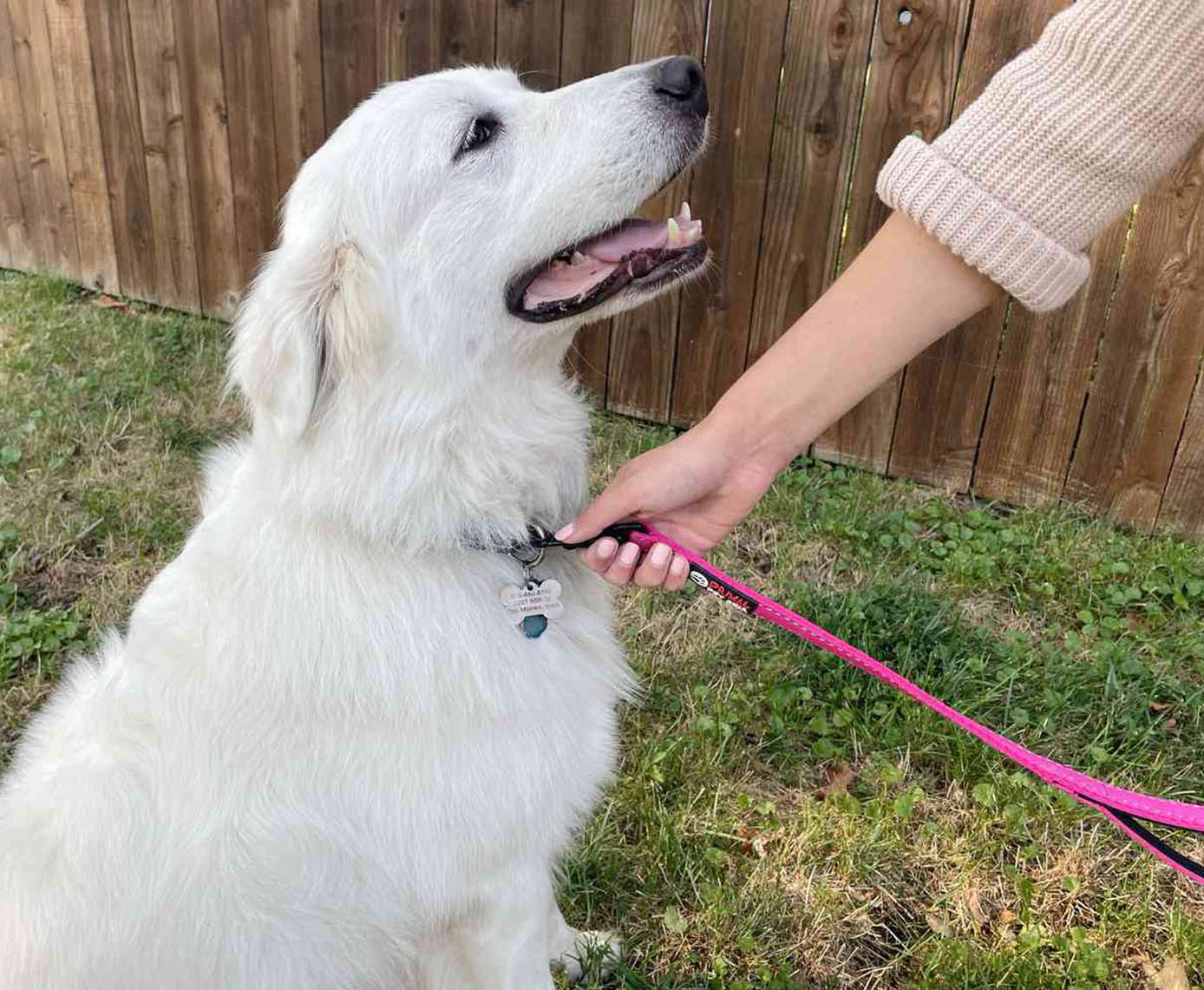 Top Pet Leashes: Comprehensive Guide and Product Recommendations