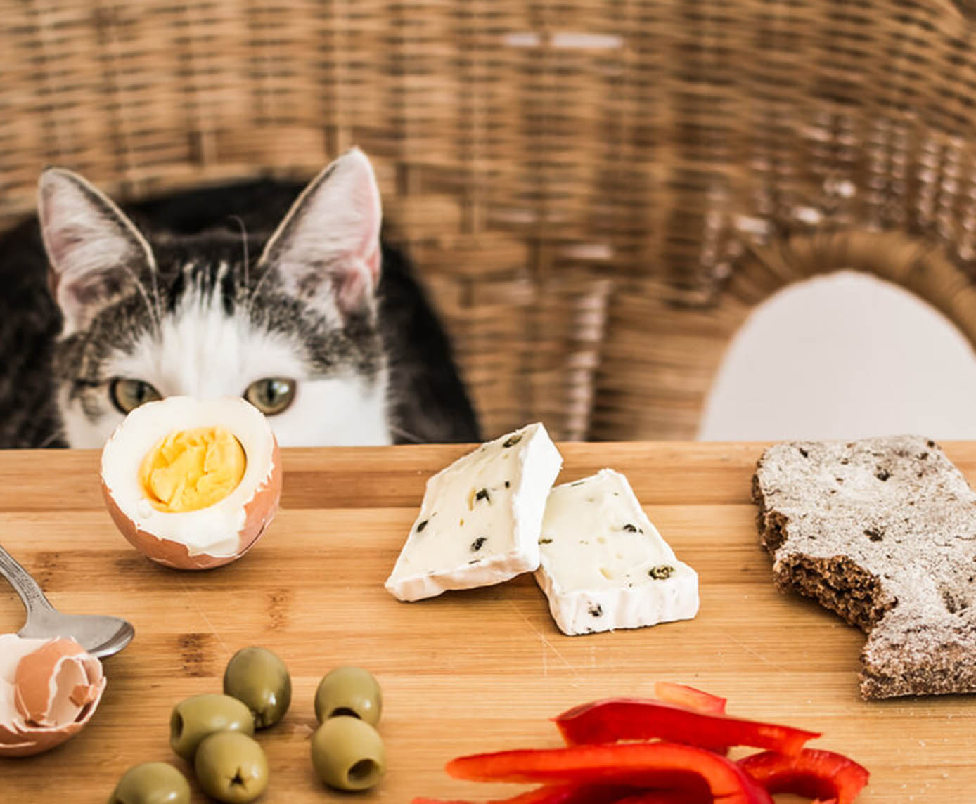 Cat Treats and Snacks: How They Fit Into a Balanced Feline Diet