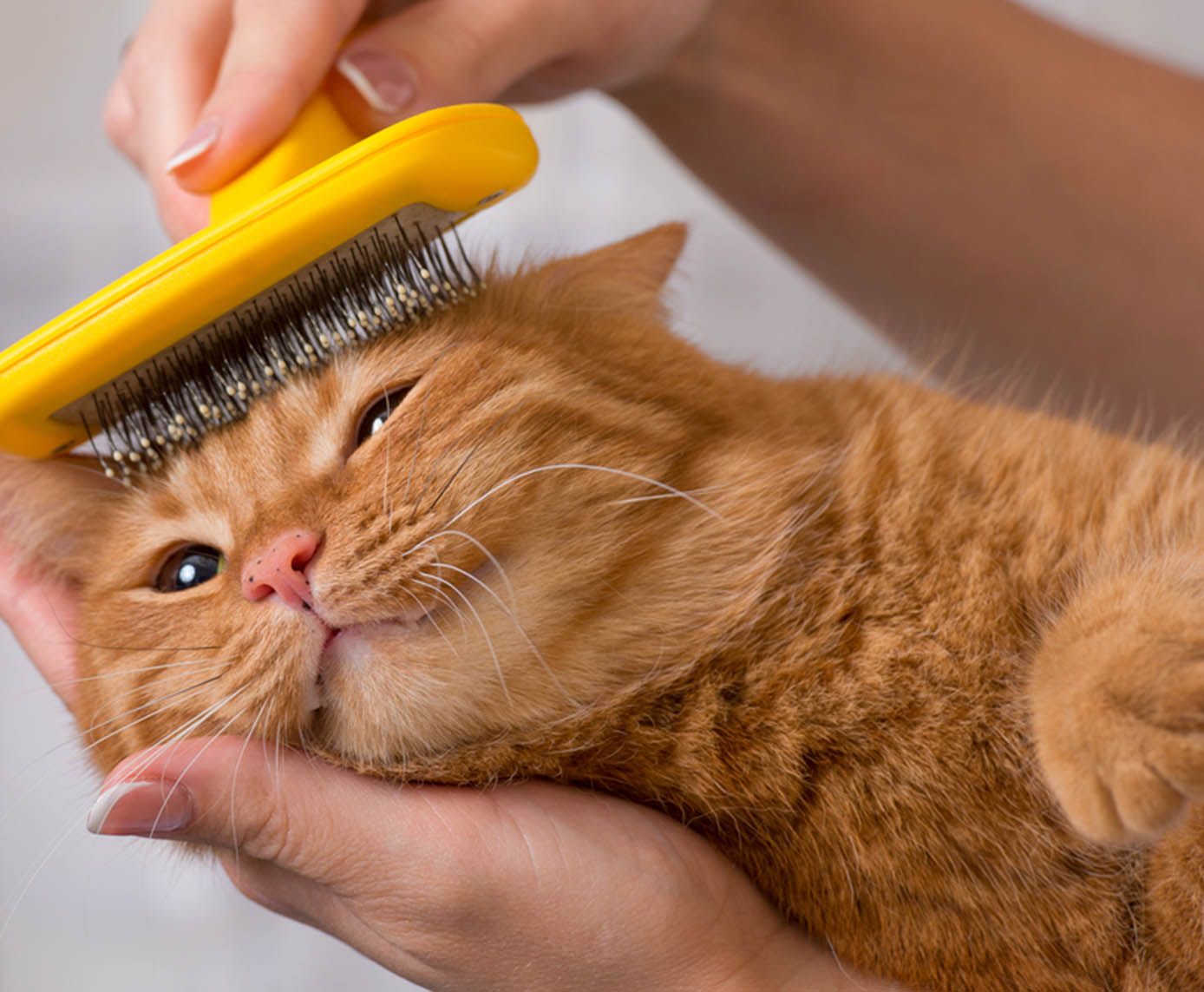 How to Use a De-shedding Tool for Your Cat: Best Practices and Top Picks