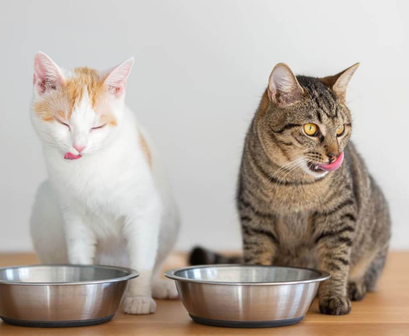 Budget-Friendly Grain-Free Cat Food Options That Don’t Compromise on Quality