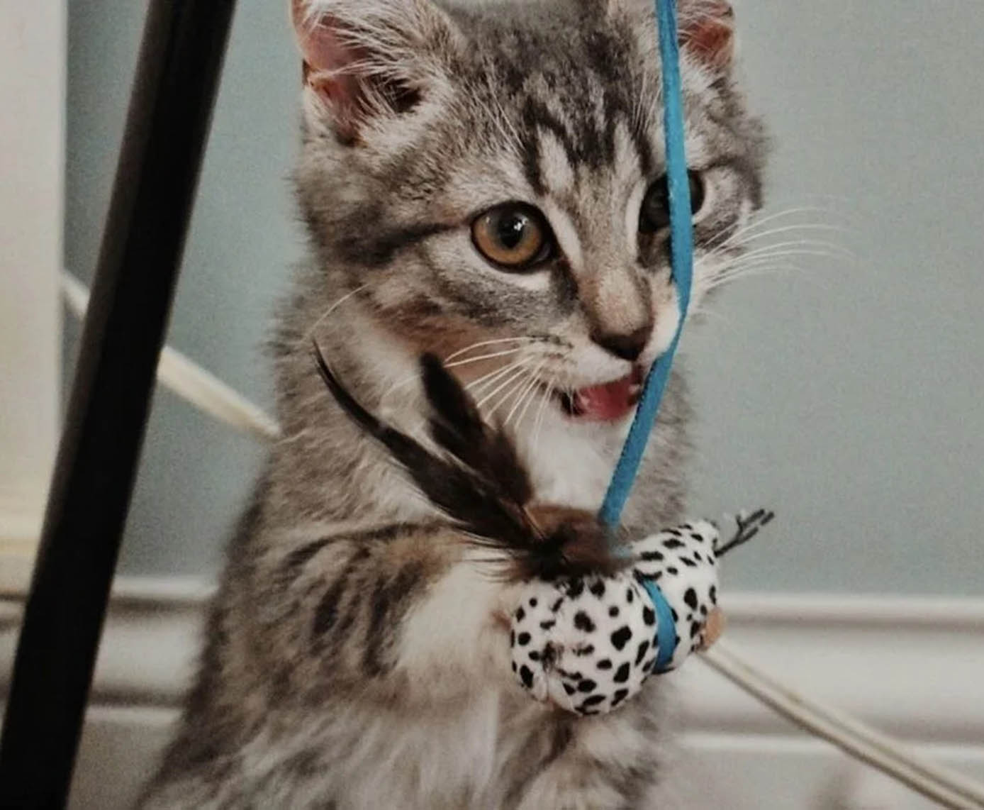 Interactive Cat Toys: How to Keep Indoor Cats Active and Happy