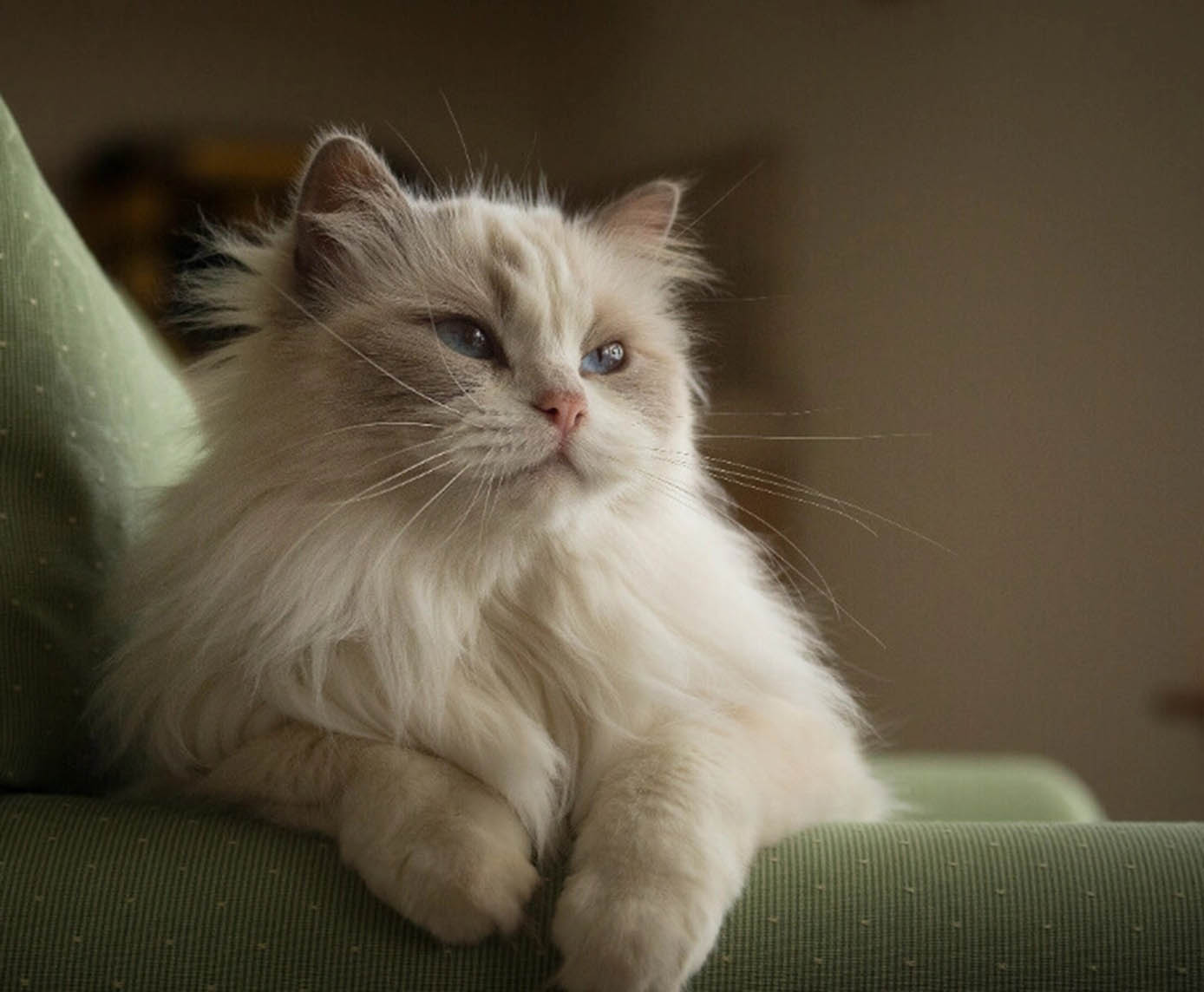 Long-Haired Cat Breeds: How to Care for Fluffy Felines